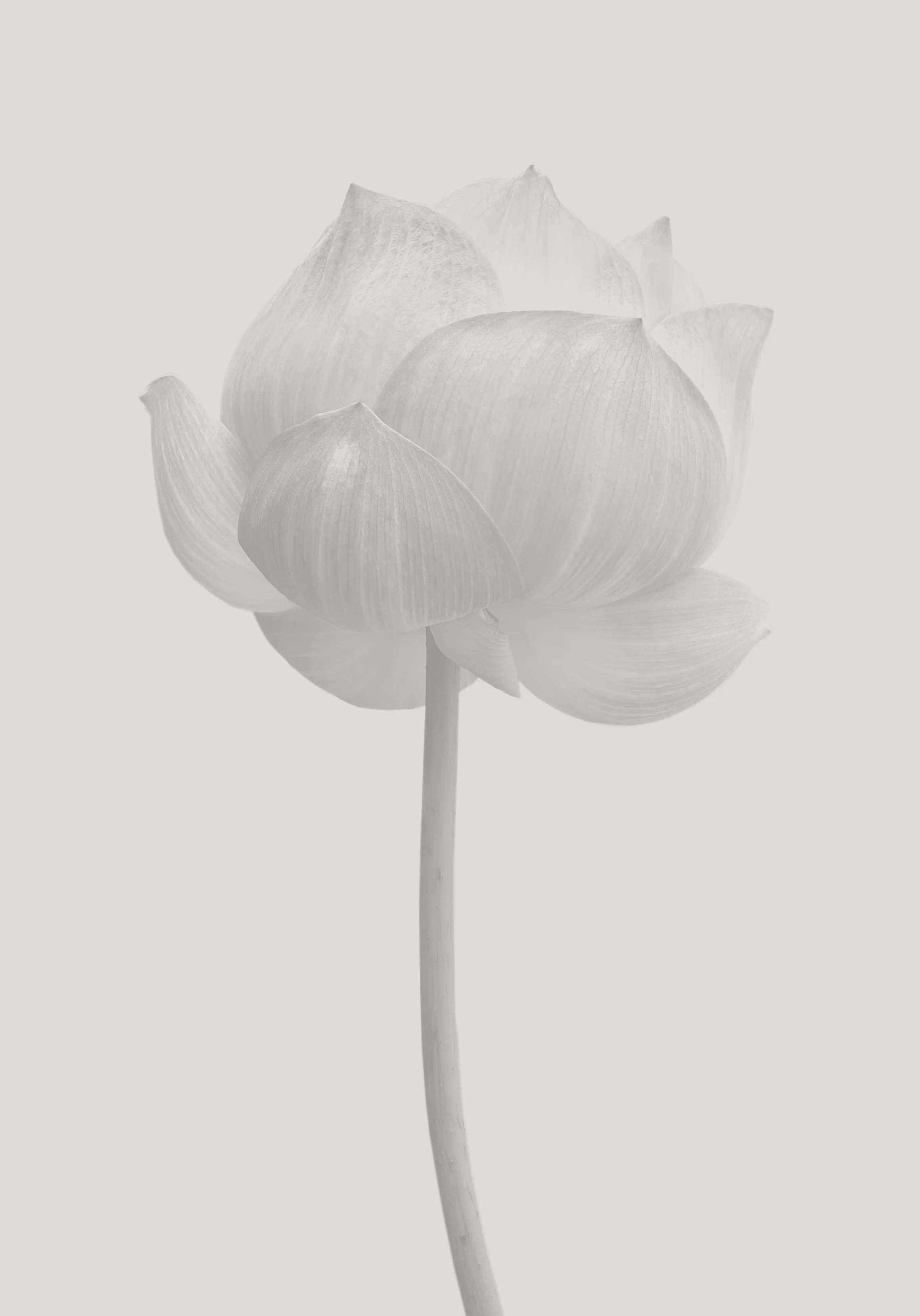 flowerImg